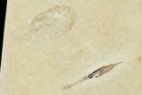 Cretaceous Soft Bodied Squid With Shrimp - Lebanon #163601-3